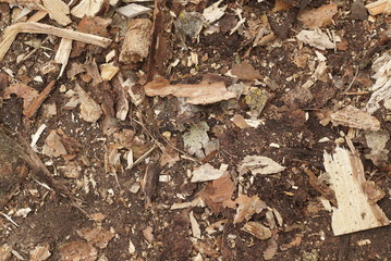 bark wood rubbish background
