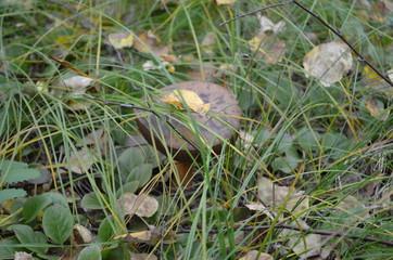 transbaikal territory