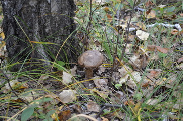 transbaikal territory
