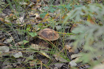 transbaikal territory