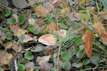 transbaikal territory