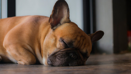 Portrait of French Bulldog sleeping on the floor. The dog feeling comfort.