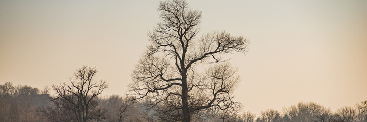silhouettes of trees against the evening sky.