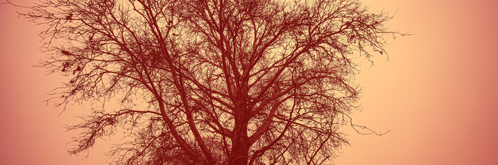 silhouettes of trees against the evening sky.