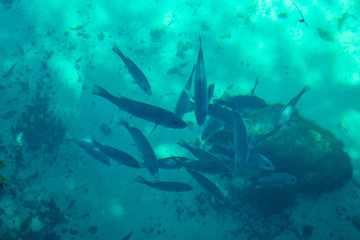 Underwater life. Fishes swimming among second largest coral reef in Tulum. Mexico. 