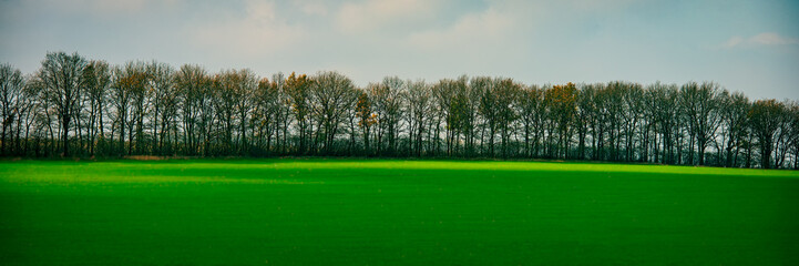 agricultural green field of winter wheat and deciduous forest.