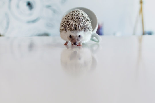 Young little pet African dwarf hedgehog on a white table exit from a cup