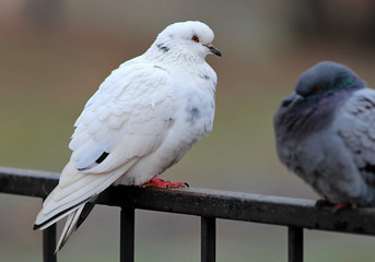 pigeons