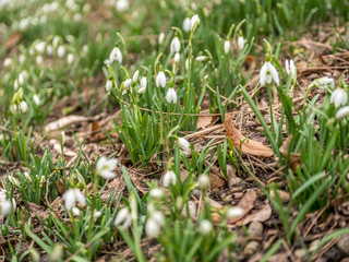 Image of the first, fresh blooming snowdrops of the season