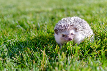 Young small adorable hedgehog posing on the garden grass