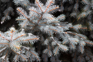 Christmas trees in the park. pine cones and white snowflakes. new Year. Christmas. Santa holidays. background.