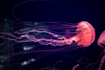 Colorful pink glowing Jellyfish flowing underwater. Close up on dark background  