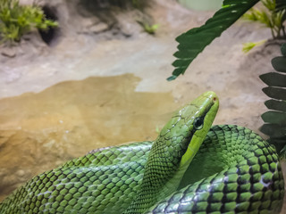 Red-tailed Racer snake (Gonyosoma oxycephalum). It is an arboreal snake having a green body and a red-orange tail, also known as arboreal ratsnake and red-tailed racer.