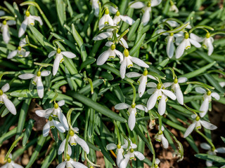 Image of the first, fresh blooming snowdrops of the season