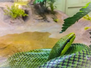 Red-tailed Racer snake (Gonyosoma oxycephalum). It is an arboreal snake having a green body and a red-orange tail, also known as arboreal ratsnake and red-tailed racer.