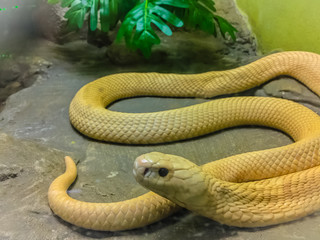 The monocled cobra (Naja kaouthia), also called monocellate cobra, is a cobra species widespread across South and Southeast Asia.