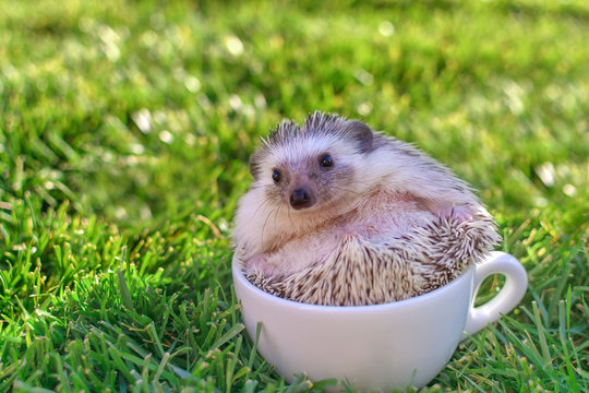 African hedgehog and white cup on gass
