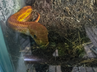 The corn snake (Pantherophis guttatus) is a North American species of rat snake that subdues its small prey by constriction.