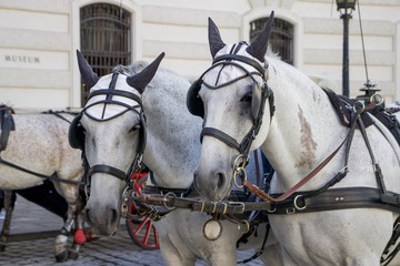 Naklejka na ściany i meble Close-up of White Horses with Carriage Outside Hofburg Imperial Palace, Vienna, Austria