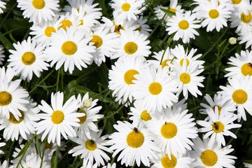 Background of White Daisy Flowers