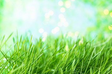 background of green summer grass with dew and bokeh