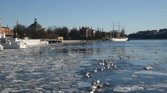 An early sunny spring day in Stockholm, birds and ice drifting on flow of meltwater