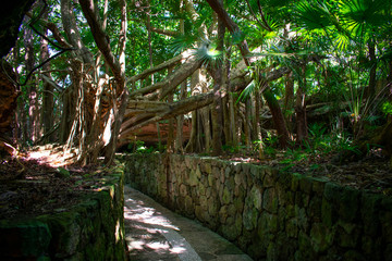 Footpath in Dark, shadow tropical forest. 