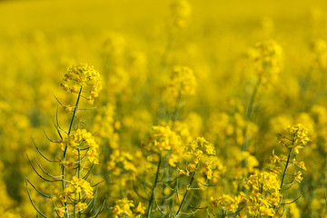 yellow flowers of conola close up, selective focus