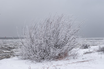 Landscape in cold winter day. Trees and bushes in the Baltic Sea.