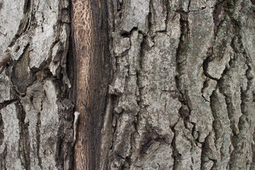 tree bark close-up