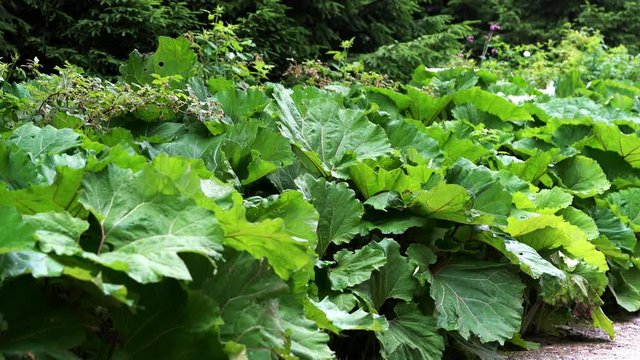 Common Butterbur (Petasites hybridus) on slight breeze - (4K)