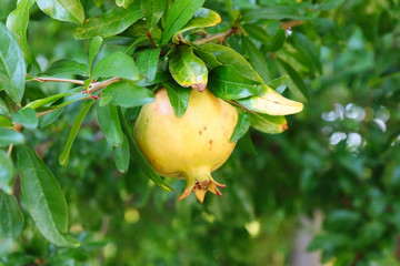 Yellow pomegranate fruit on tree