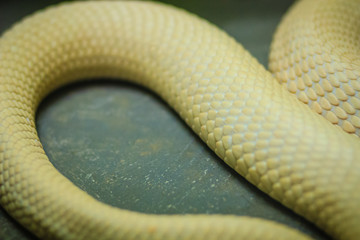 The monocled cobra (Naja kaouthia), also called monocellate cobra, is a cobra species widespread across South and Southeast Asia.