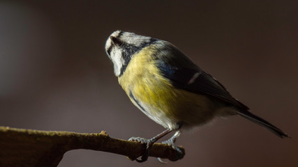 Oiseaux du Gr&eacute;sivaudan - Is&egrave;re.