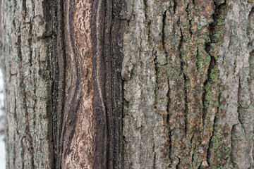 tree bark close-up