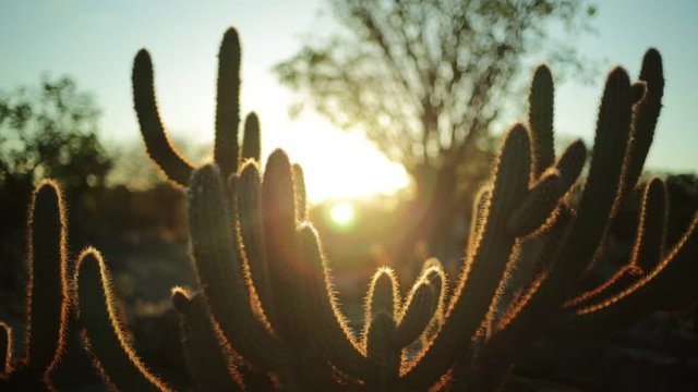 Cactus. Desert