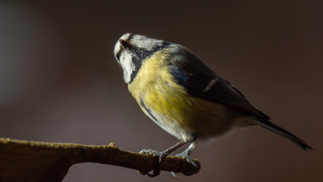 Oiseaux du Gr&eacute;sivaudan - Is&egrave;re.