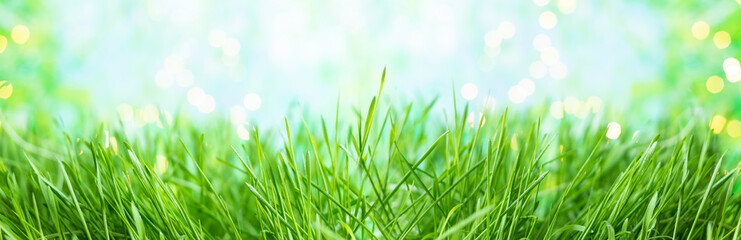 background of green summer grass with dew and bokeh