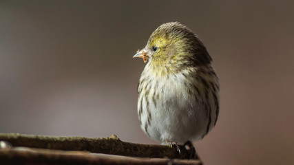 Oiseaux du Grésivaudan - Isère.