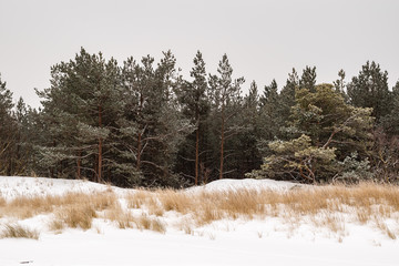 Landscape in cold winter day. Trees and bushes in the Baltic Sea.