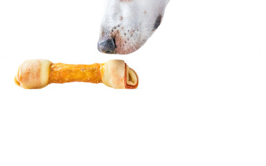 A Beable Mix Hound Dog Sniffing a Delicious Dog Bone.