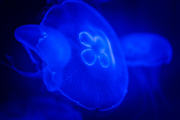 Close-up, macro shot of jellyfish in ultraviolet light on deep blue background