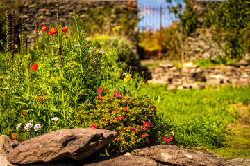 Red and white flowers in botanic garden during spring blossom with selective focus and blurred background