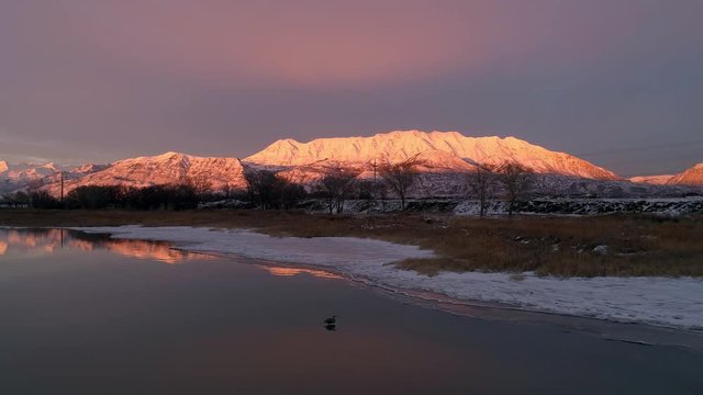 Aerial view of a Heron flying and landing in water with snowcapped mountain reflecting in Utah Lake at sunset.