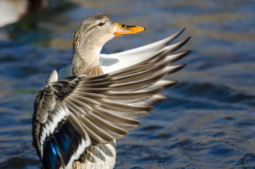 Mallard Duck Stretching Its Wings While Resting on the Water