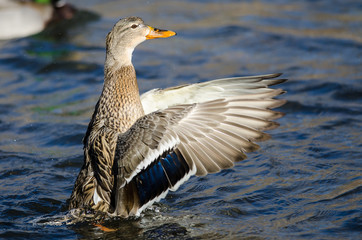 Mallard Duck Stretching Its Wings While Resting on the Water