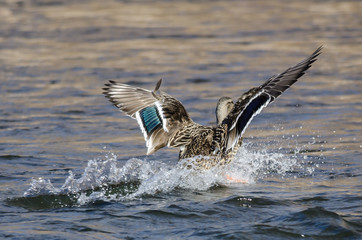 Naklejka premium Mallard Duck Landing on the Cool Water