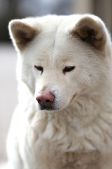 Head shot closup of a young japanese akita inu dog