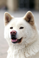 Outdoor close up portrait of a japanese akita inu dog