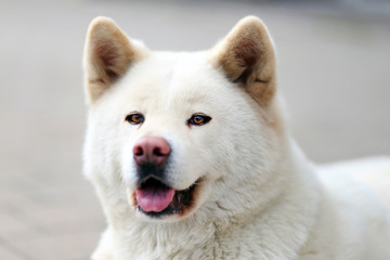 Fototapeta premium Outdoor close up portrait of a japanese akita inu dog